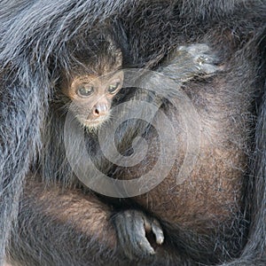 Spider monkey (Ateles fusciceps)