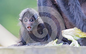 Spider monkey (Ateles fusciceps)