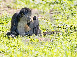 Spider Monkey, Ateles geoffroyi, exceptionally sitting on the ground