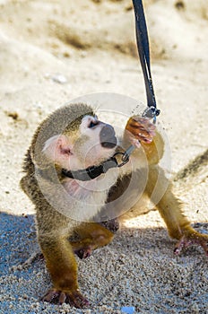 Spider monkey or Ateles kept on a leash 7