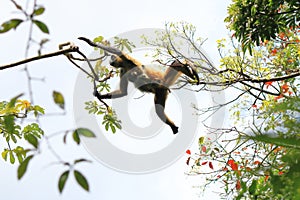 spider monkey and baby in Costa Rica