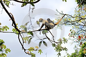 spider monkey and baby in Costa Rica