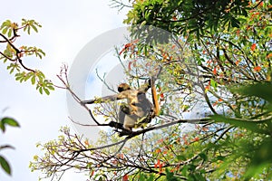 spider monkey and baby in Costa Rica