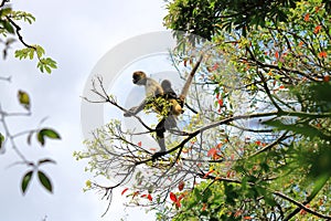 spider monkey and baby in Costa Rica