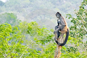 Spider monkey balanced on trunk