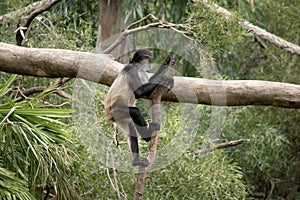 the spider monkey is climbing dow a branch