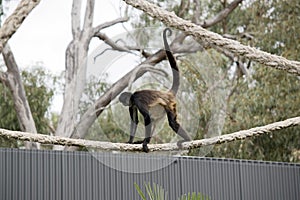 the spider monkey is climbing on a rope