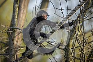 Spider monkey climbing on a rope in a forest.