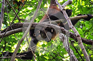 Spider Monkey, Corcovado Park, Costa Rica