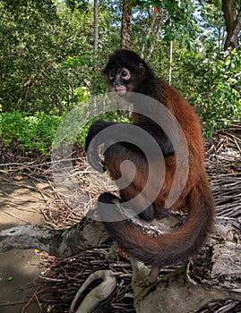 Spider Monkey in Costa Rica