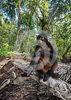 Spider Monkey in Costa Rica