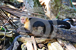 Spider Monkey, Costa Rica