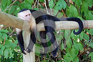Spider Monkey, Costa Rica