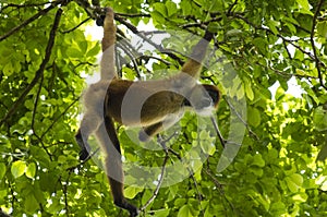 Spider Monkey Costa Rica photo