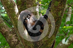 Spider Monkey in Costa Rica