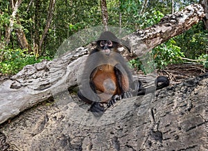 Spider Monkey in Costa Rica