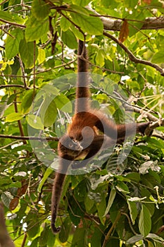 A Spider Monkey Dangling from a Tree