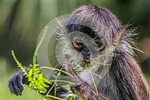 Spider monkey eating