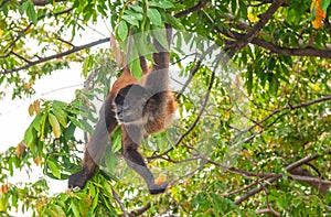 Spider Monkey eating papaya, Costa Rica
