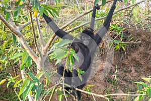 A spider monkey forages for food in the forest