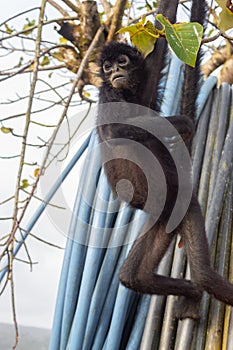 A spider monkey forages for food in the forest