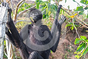 A spider monkey forages for food in the forest