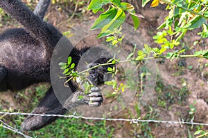 A spider monkey forages for food in the forest