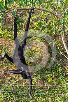 A spider monkey forages for food in the forest