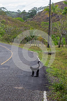 A spider monkey forages for food in the forest