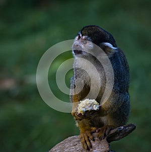 A spider monkey holding its food
