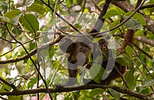 A Spider Monkey in the Jungle Canopy