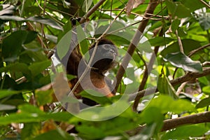 A Spider Monkey in the Jungle Canopy