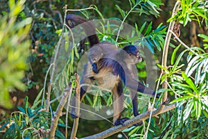 Spider monkey. Mexico