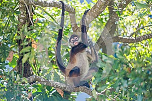 Spider monkey. Mexico