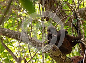 A Spider Monkey Mother and Baby in the Jungle Canopy