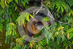 Spider monkey in Nicaragua