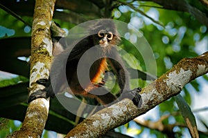 Spider monkey on palm tree. Green wildlife of Costa Rica. Black-handed Spider Monkey sitting on the tree branch in the dark