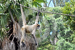 Spider monkey play on a rope