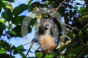 Spider monkey rainforest jungle