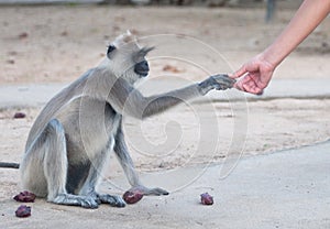 Spider monkey reaching hand