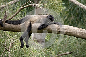 the spider monkey is resting