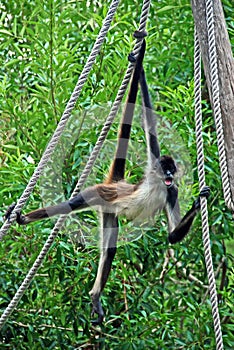 Spider monkey on rope #1