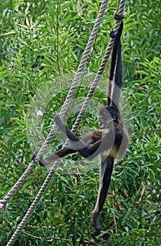 Spider Monkey on rope #2