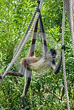 Spider monkey on rope #3