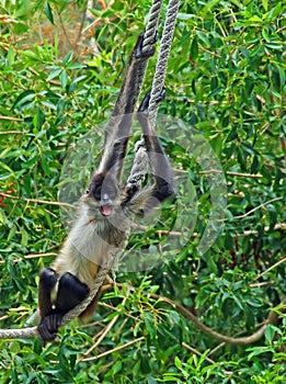 Spider monkey on rope #4
