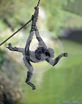 Spider monkey on a rope