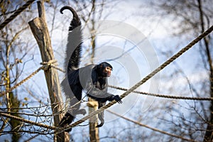 Spider monkey on a rope in natural setting.