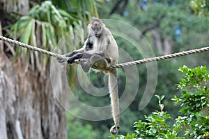 Spider monkey sit on a rope