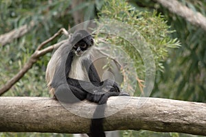 the spider monkey is sitting resting
