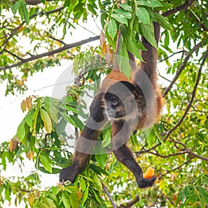 Spider Monkey, Tortuguero, Costa Rica